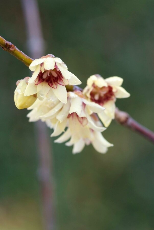 Chinesische Winterblüte Chimonanthus praecox strauch 40-60 C7,5 Chimonanthus praecox Strauch 40-60 cm