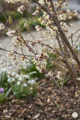 Chimonanthus praecox Strauch 80-100 cm