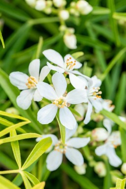 Orangenblume Choisya ternata 'Aztec Pearl' Topf Choisya ternata 'Aztec Pearl' Strauch