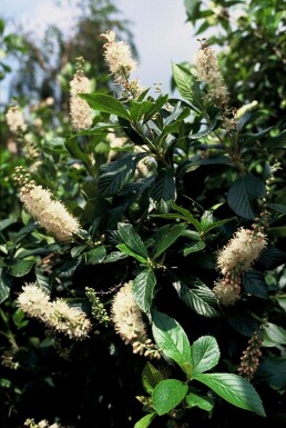 Scheineller Clethra alnifolia 'Pink Spire' Topf Clethra alnifolia 'Pink Spire' Strauch