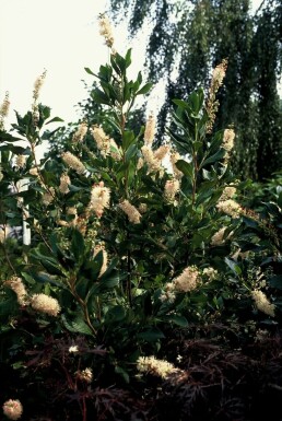 Scheineller Clethra alnifolia 'Pink Spire' Topf Clethra alnifolia 'Pink Spire' Strauch
