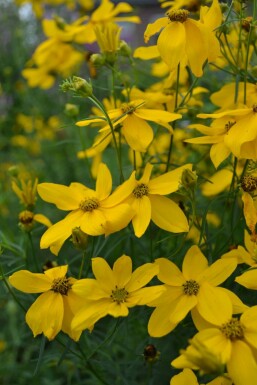 Quirlblättriges Garten-Schönauge Coreopsis verticillata 'Zagreb' Topf Coreopsis verticillata 'Zagreb'