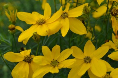 Quirlblättriges Garten-Schönauge Coreopsis verticillata 'Zagreb' Topf Coreopsis verticillata 'Zagreb'
