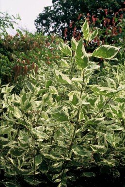 Weißbunter Hartriegel Cornus alba 'Elegantissima' Topf Cornus alba 'Elegantissima' Strauch