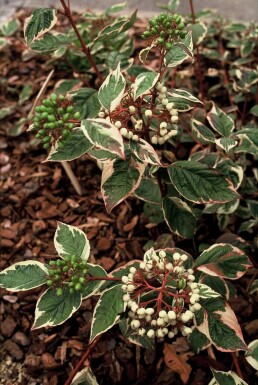 Weißbunter Purpur-Hartriegel Cornus alba 'Sibirica Variegata' Topf Cornus alba 'Sibirica Variegata' Strauch