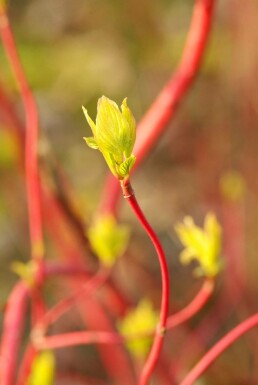 Purpur-Hartriegel Cornus alba 'Sibirica' Topf Cornus alba 'Sibirica' Strauch
