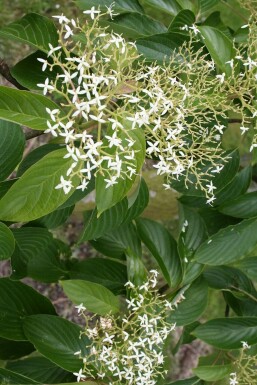 Pagoden-Hartriegel Cornus controversa Topf Cornus controversa Strauch