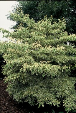 Weißbunter Pagoden-Hartriegel Cornus controversa 'Variegata' Topf Cornus controversa 'Variegata' Strauch