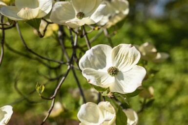 Amerikanischer Blumen-Hartriegel Cornus florida Topf Cornus florida Strauch
