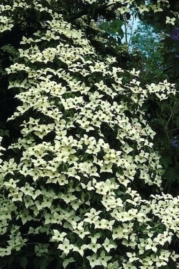 Japanischer Blumen-Hartriegel Cornus kousa Topf Cornus kousa Strauch
