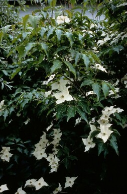 Japanischer Blumen-Hartriegel Cornus kousa Topf Cornus kousa Strauch