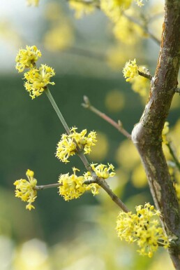 Kornelkirsche Cornus mas Topf Cornus mas Strauch