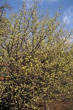 Kornelkirsche Cornus mas Topf Cornus mas Strauch