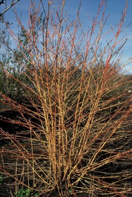 Roter Hartriegel Cornus sanguinea 'Midwinter Fire' Topf Cornus sanguinea 'Midwinter Fire' Strauch