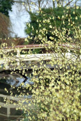 Glockenhasel Corylopsis pauciflora Topf Corylopsis pauciflora Strauch