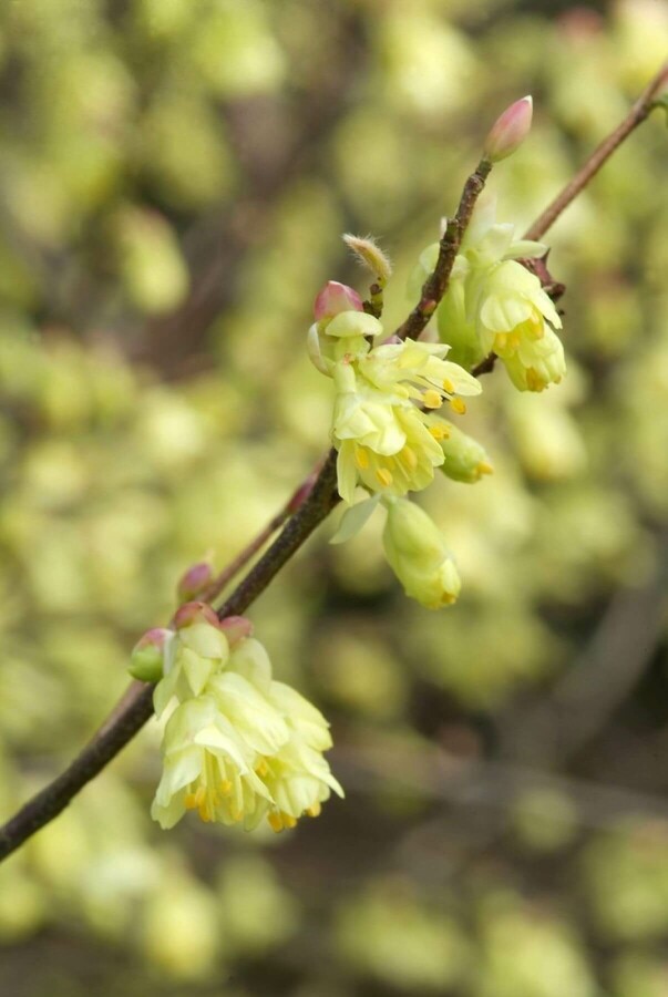 Glockenhasel Corylopsis pauciflora Topf Corylopsis pauciflora Strauch