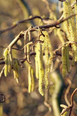 Korkenzieher-Hasel Corylus avellana 'Contorta' Topf Corylus avellana 'Contorta' Strauch