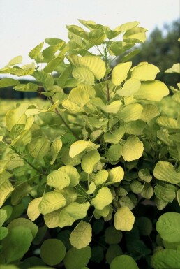Gold-Perückenstrauch Cotinus coggygria 'Golden Spirit' Topf Cotinus coggygria 'Golden Spirit' Strauch
