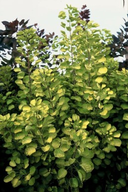 Gold-Perückenstrauch Cotinus coggygria 'Golden Spirit' Topf Cotinus coggygria 'Golden Spirit' Strauch
