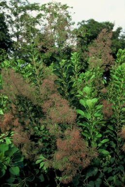 Perückenstrauch Cotinus coggygria 'Young Lady' Topf Cotinus coggygria 'Young Lady' Strauch