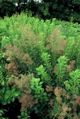 Perückenstrauch Cotinus coggygria 'Young Lady' Topf Cotinus coggygria 'Young Lady' Strauch