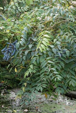Blaugurke Decaisnea fargesii Topf Decaisnea fargesii Strauch