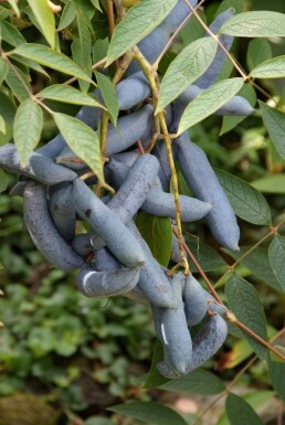 Blaugurke Decaisnea fargesii Topf Decaisnea fargesii Strauch
