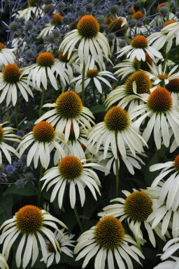 Weißer Sonnenhut Echinacea purpurea 'Alba' Topf Echinacea purpurea 'Alba'