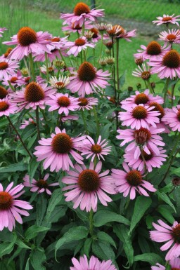 Scheinsonnenhut Echinacea purpurea 'Magnus' Topf Echinacea purpurea 'Magnus'