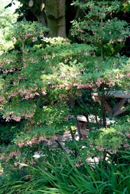 Glockige Prachtglocke Enkianthus campanulatus Topf Enkianthus campanulatus Strauch