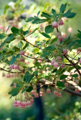 Glockige Prachtglocke Enkianthus campanulatus Topf Enkianthus campanulatus Strauch