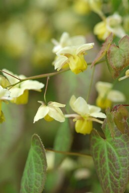 Frohnleiten-Garten-Elfenblume Epimedium perralchicum 'Frohnleiten' Topf Epimedium perralchicum 'Frohnleiten'