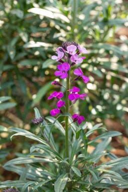 Violetter Schöterich Erysimum 'Bowles Mauve' Topf Erysimum 'Bowles Mauve'