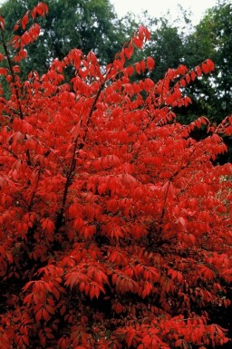 Niedriger Korkspindelstrauch Euonymus alatus Topf Euonymus alatus Strauch