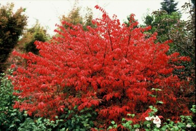 Niedriger Korkspindelstrauch Euonymus alatus Topf Euonymus alatus Strauch
