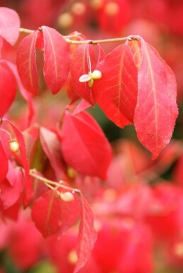 Euonymus alatus C5 30-40