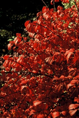 Niedriger Korkspindelstrauch Euonymus alatus 'Compactus' Topf Euonymus alatus 'Compactus' Strauch