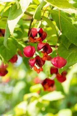 Pracht-Pfaffenhütchen Euonymus europaeus 'Red Cascade' Topf Euonymus europaeus 'Red Cascade' Strauch