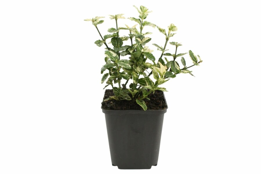 Kriechspindel 'Harlequin' Euonymus fortunei 'Harlequin' strauch 30-35 C5 Euonymus fortunei 'Harlequin' Strauch 30-35 cm