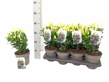 Japanischer Spindelstrauch Euonymus Japonicus 'Extravaganza' Topf Euonymus japonicus 'Extravaganza' Strauch