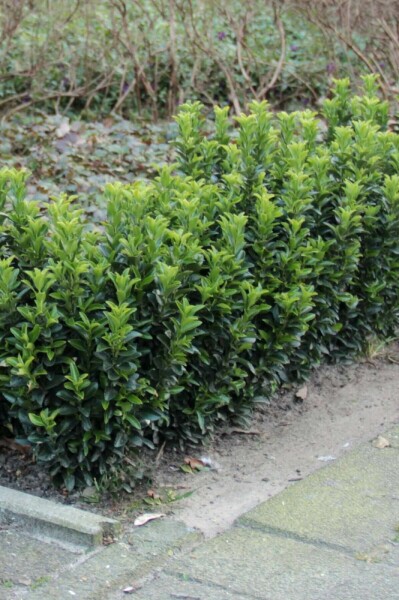 Japanischer Spindelstrauch 'Green Spire' Euonymus japonicus 'Green Spire' Strauch 40-60 C7,5 Euonymus japonicus 'Green Spire' Strauch 40-60 cm