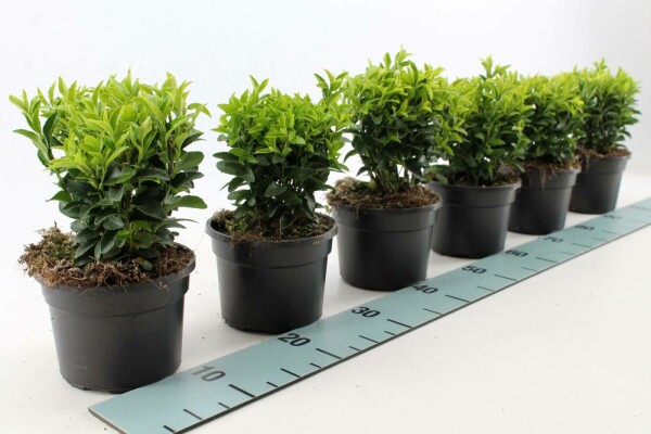 Japanischer Spindelstrauch Euonymus Japonicus 'Green Spire' Topf Euonymus japonicus 'Green Spire' Strauch