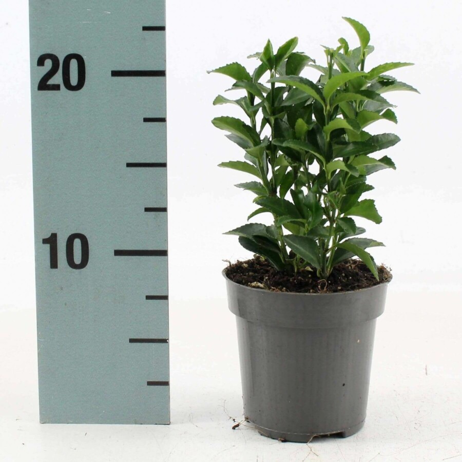 Japanischer Spindelstrauch 'Green Spire' Euonymus japonicus 'Green Spire' Strauch 40-60 C7,5 Euonymus japonicus 'Green Spire' Strauch 40-60 cm