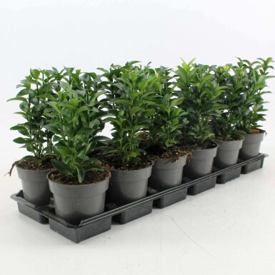 Japanischer Spindelstrauch 'Green Spire' Euonymus japonicus 'Green Spire' Strauch 40-60 C7,5 Euonymus japonicus 'Green Spire' Strauch 40-60 cm