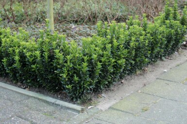 Japanischer Spindelstrauch 'Green Spire' Euonymus japonicus 'Green Spire' Strauch 40-60 C7,5 Euonymus japonicus 'Green Spire' Strauch 40-60 cm