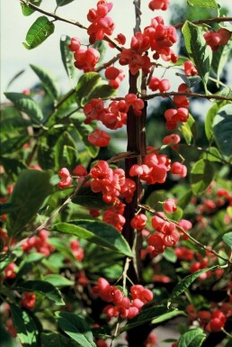 Hoher Korkflügelstrauch Euonymus phellomanus Topf Euonymus phellomanus Strauch