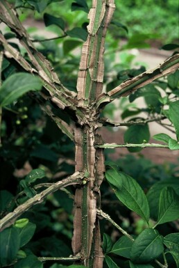 Hoher Korkflügelstrauch Euonymus phellomanus Topf Euonymus phellomanus Strauch