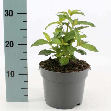 Purpurdost Eupatorium maculatum 'Atropurpureum' Topf Eupatorium maculatum 'Atropurpureum'