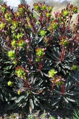 Rotblättrige Garten-Wolfsmilch Euphorbia amygdaloides 'Purpurea' Topf Euphorbia amygdaloides 'Purpurea'