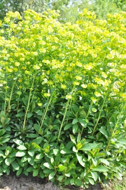 Garten-Wolfsmilch Euphorbia amygdaloides 'Robbiae' Topf Euphorbia amygdaloides 'Robbiae'
